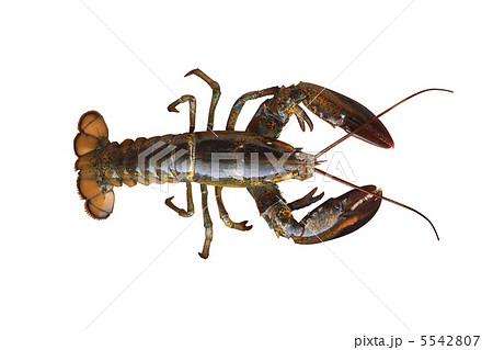 Crayfish isolated on white background 5542807
