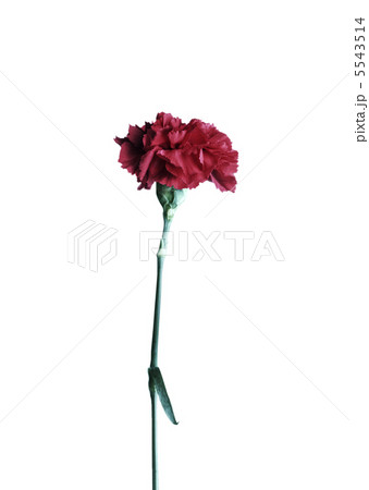red carnation red carnation 5543514