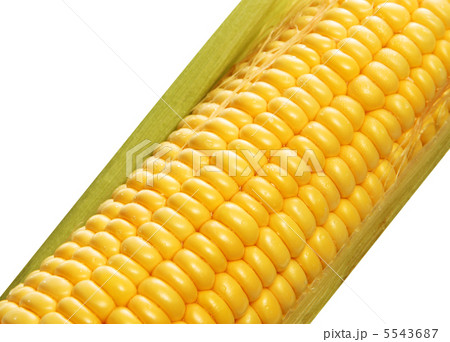 corn background 5543687