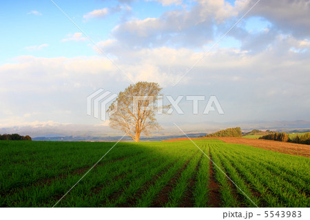 雨上がりの丘 雨上がりの丘 5543983