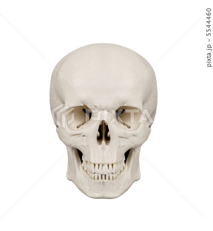 human scull isolated human scull isolated 5544460