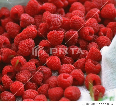 A beautiful selection of freshly picked ripe red raspberries 5544813