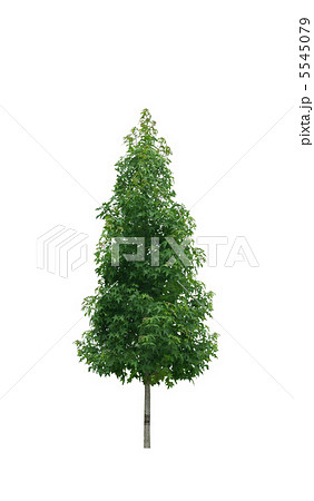 Single young tree with green leaves isolated Single young tree with green leaves isolated 5545079
