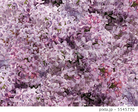 Small pink flowers background Small pink flowers background 5545770