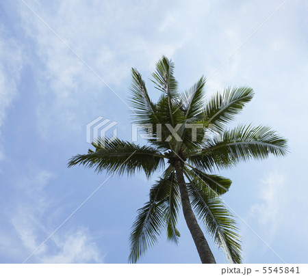 palm tree on blue sky and white clouds palm tree on blue sky and white clouds 5545841