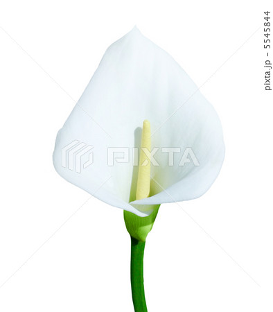 Single calla lily isolated on white background 5545844