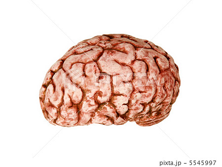 human brain 5545997