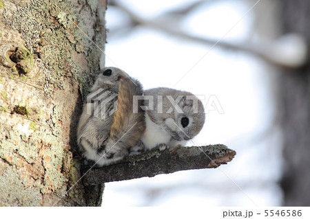 じゃれ合う二匹のモモンガ じゃれ合う二匹のモモンガ 5546586