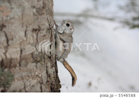 木にとまるエゾモモンガ（横） 5546588