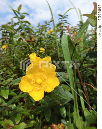 タイリンキンシバイ 5546696