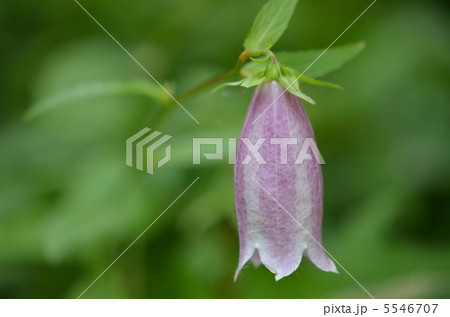 花 5546707