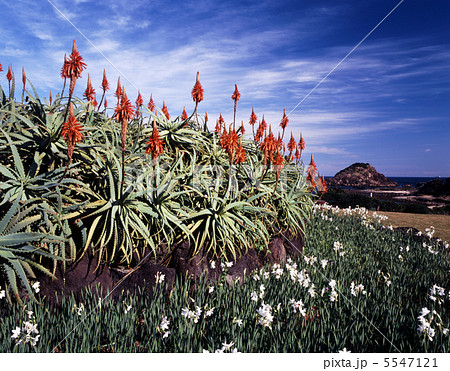 初冬の花園 5547121