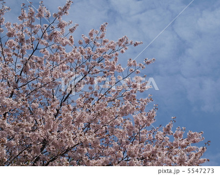 空に桜 5547273