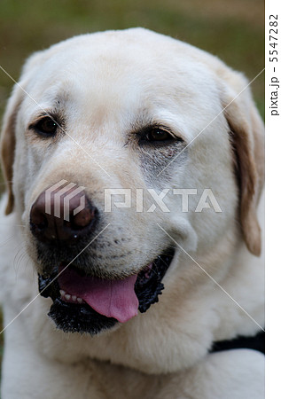 ラブラドールレトリバーの笑顔の写真素材 [5547282] - PIXTA
