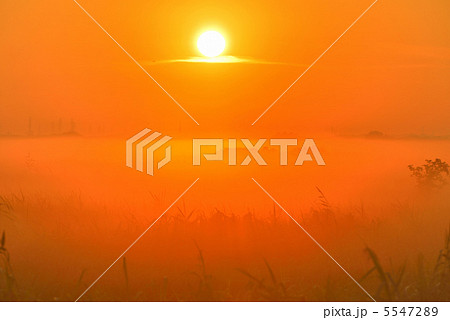 朝日の草原 朝日の草原 5547289
