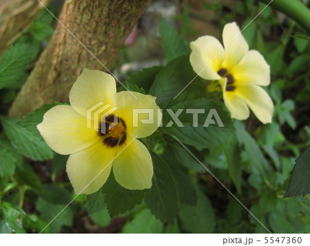 ターネラ・トリオニフロラ ターネラ・トリオニフロラ 5547360