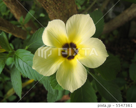 ターネラ・トリオニフロラ 5547361