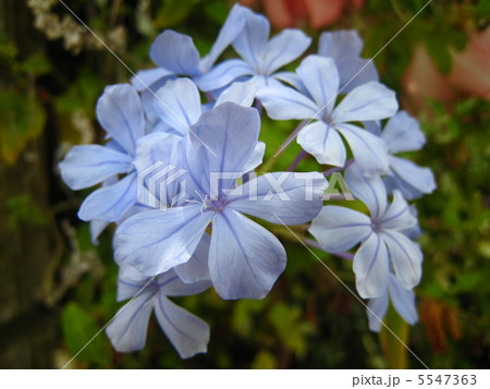 ルリマツリ 5547363