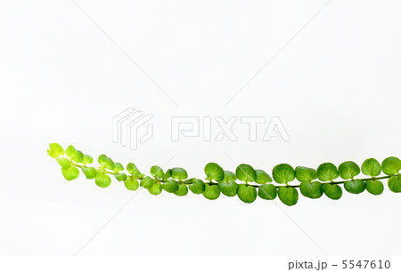 リシマキア・ヌンムラリア・オーレアの葉の背景 5547610