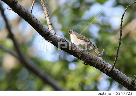 コサメビタキ 5547722