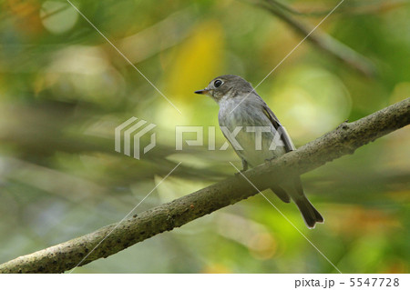 コサメビタキ 5547728