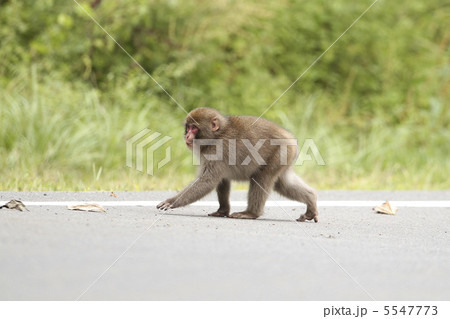 猿 猿 5547773