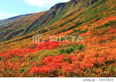 神の絨毯　日本一美しい山岳紅葉で知られる花の百名山、栗駒山（須川岳） 5547834