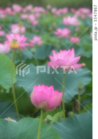 伊豆沼の蓮 5547867