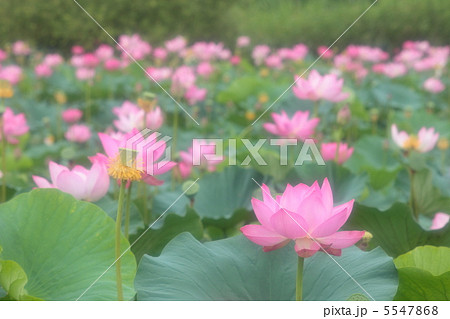伊豆沼の蓮 5547868
