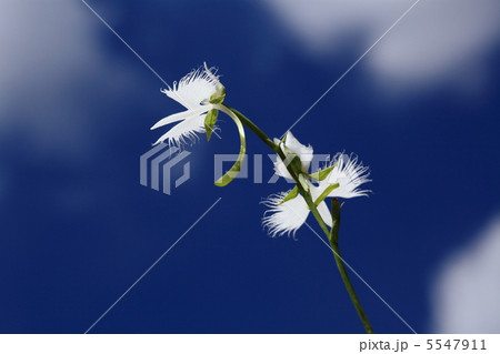 鷺草 サギソウ 5547911