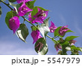 ブーゲンビリア 5547979