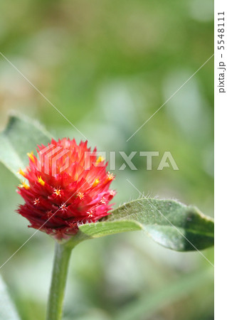 センニチコウ　ストロベリー・フィールズ 5548111