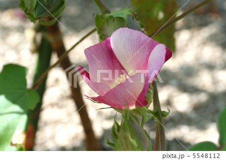 ワタの花 5548112