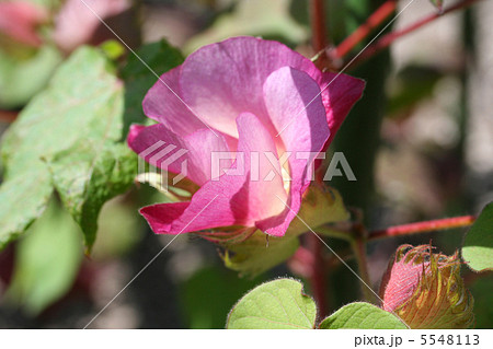 ワタの花 5548113