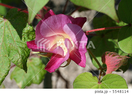 ワタの花 5548114