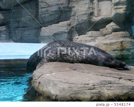 あざらし あざらし 5548174