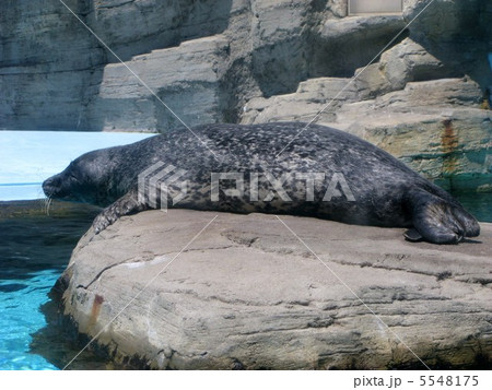 あざらし あざらし 5548175