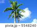 椰子 5548240