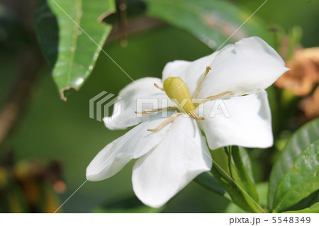 クチナシの花 5548349