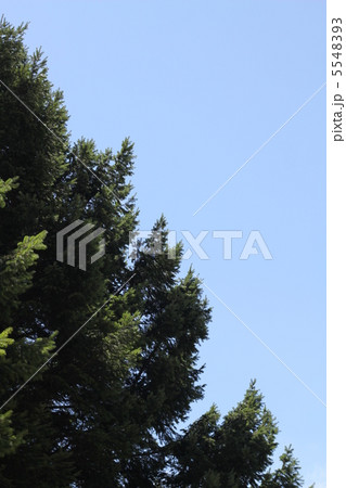 ダグラスモミと青空 ダグラスモミと青空 5548393
