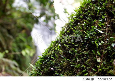 コケ コケ 5548472