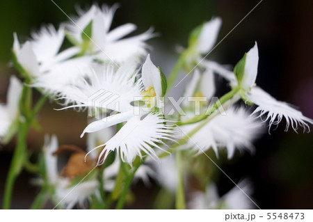 サギ草 サギ草 5548473