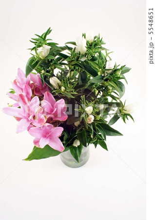 クルクマとリンドウ クルクマとリンドウ 5548651