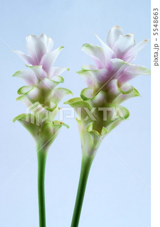 クルクマ クルクマ 5548663