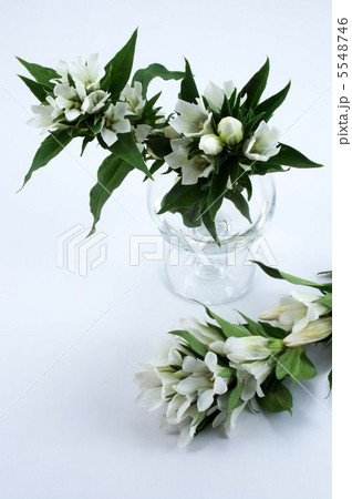 白いリンドウ 5548746