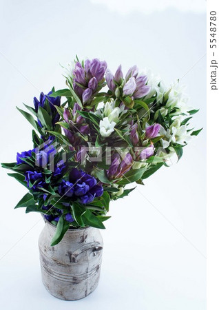 リンドウ　・白、青、ピンク 5548780