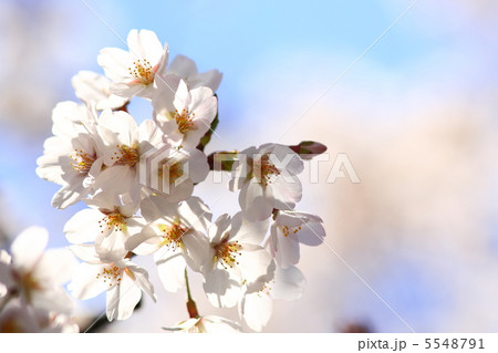 桜 5548791