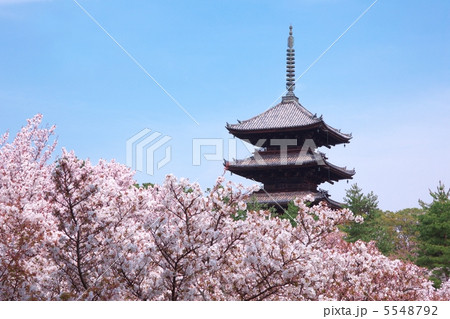 仁和寺五重塔 仁和寺五重塔 5548792