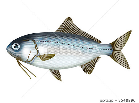 ギンメダイ ギンメダイ 5548896