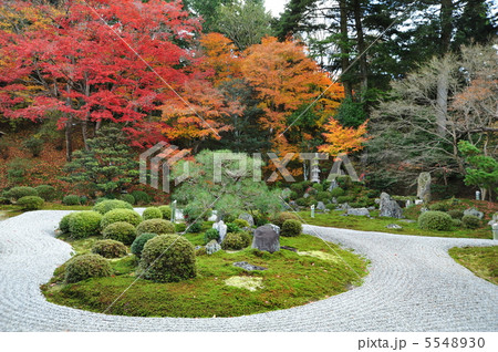 京都　曼殊院の秋 5548930